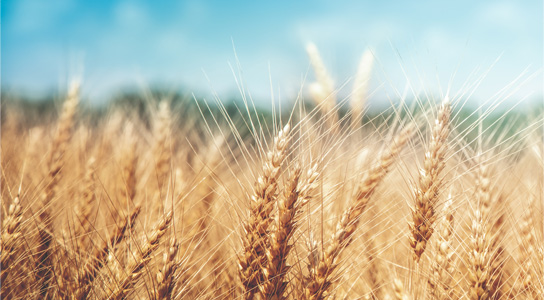 AGRICULTURE
