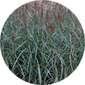 Miscanthus